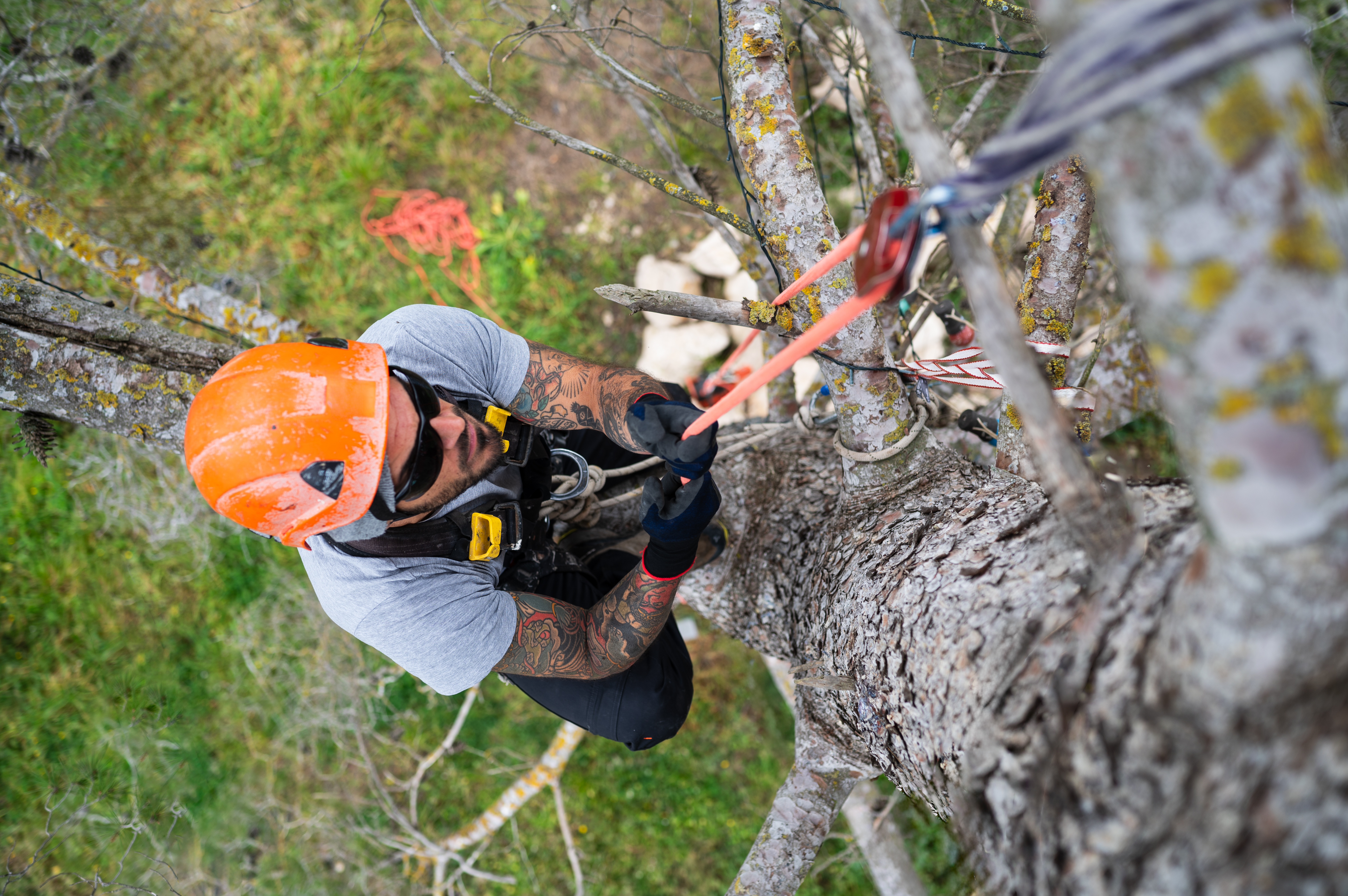 Professional arborist crew at work